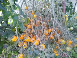 Multiflora-Tomate