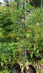 Tomate - vermutlich Taubenherz Rot Tomate - vermutlich Taubenherz Rot