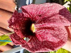 Gespensterblume, Steckis, Aristolochia elegans Gespensterblume, Steckis, Aristolochia elegans
