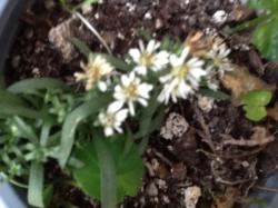 Teppich Aster Snow Flurry Teppich Aster Snow Flurry