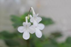 Drehfrucht "White Butterfly" Drehfrucht "White Butterfly"