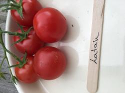 10 Tomatensamen Latah 10 Tomatensamen Latah