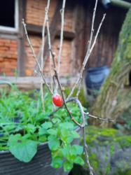 2jährige kräftige Gojibeere mit roten Beeren 2jährige kräftige Gojibeere mit roten Beeren
