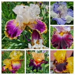 Iris Samen, 10 Stück Iris Samen, 10 Stück