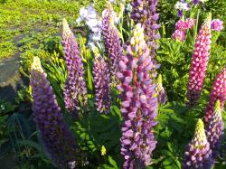 Lupine bunte Mischung Lupine bunte Mischung