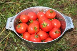 Rondobella - Salattomate Rondobella - Salattomate