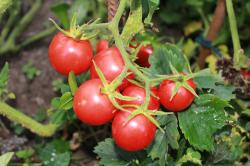 Resibella - kleine Salattomate Resibella - kleine Salattomate