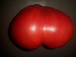 Tomate Adlerschnabel Tomate Adlerschnabel