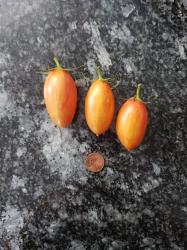 Tomate Blush Tomate Blush