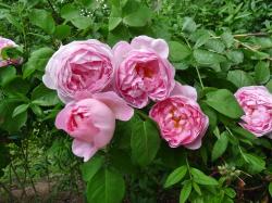 Rose Constance Spray - Rose Constance Spray -