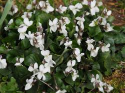 *Foto Veilchen Staudenveilchen weiße Blüte *Foto Veilchen Staudenveilchen weiße Blüte