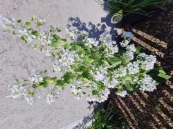 Judaspfennig, Silbertaler, weiße Blüten Judaspfennig, Silbertaler, weiße Blüten