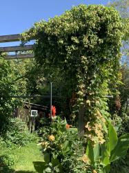 Hopfen für Geraldine Hopfen für Geraldine