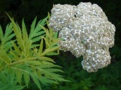 2 Pflanzen Schafgarben-Margerite 2 Pflanzen Schafgarben-Margerite
