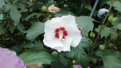 Hibiskus Hibiskus