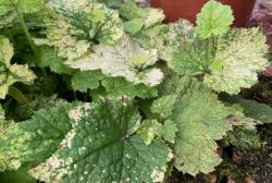 3 Blätter Henne mit Küken variegata 3 Blätter Henne mit Küken variegata