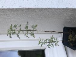 Eberraute, Colakraut, 2 Pflanzen Eberraute, Colakraut, 2 Pflanzen