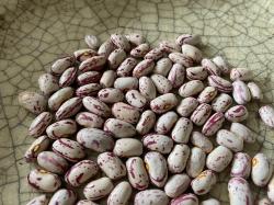 Borlotti-Bohnen Buschbohnen Borlotti-Bohnen Buschbohnen