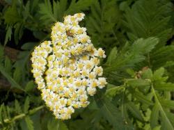 Großblütige Straußmargerite Großblütige Straußmargerite
