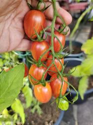 Tomate "Maglia Rosa" Tomate "Maglia Rosa"