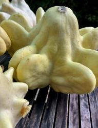 Jugoslawischer Fingerkürbis Saatgut Jugoslawischer Fingerkürbis Saatgut