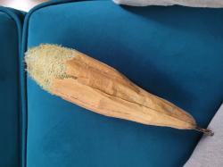 Luffa Schwammgurke Luffa Schwammgurke