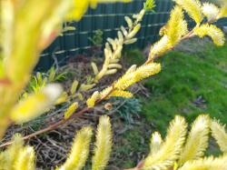 jap. Drachenweide jap. Drachenweide