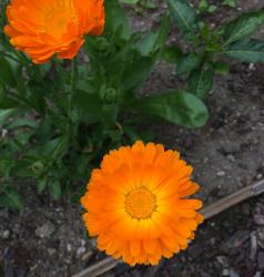Ringelblume Ringelblume