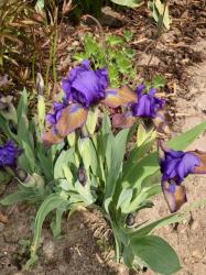 niedrige Iris Plum Lucky