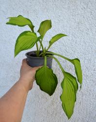 Hosta -  2 Pflanzen lt. Foto's