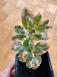 Goldfelberich variegata Goldfelberich variegata
