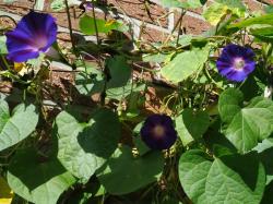 Prunkwinde blau Prunkwinde blau