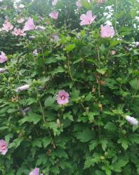 Roseneibisch Roseneibisch