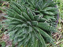 Grannen-Aloe Grannen-Aloe