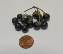 Schwarzenbeere , Wonderberry Schwarzenbeere , Wonderberry