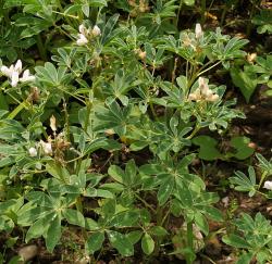 Weiße Lupine Weiße Lupine