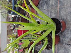 Aloe vera Aloe vera