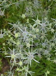 Flachblatt-Mannstreu / Edeldistel "z" Flachblatt-Mannstreu / Edeldistel "z"
