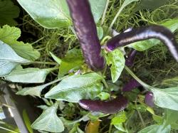Chili Malaysian Explosive Ember Chili Malaysian Explosive Ember