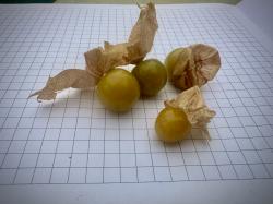 Ananaskirsche Ananaskirsche