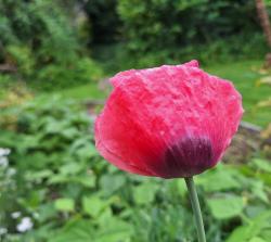 Schlafmohn Schlafmohn