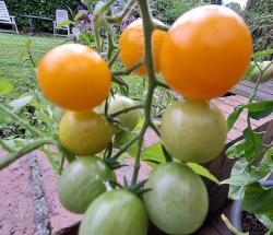 Tomate "Golden Nugget" Tomate "Golden Nugget"
