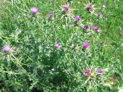 Mariendistel Mariendistel