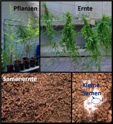Einjähriger Beifuß (>100 Samen) Einjähriger Beifuß (>100 Samen)