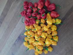 Chilis Mild und Scharf Chilis Mild und Scharf