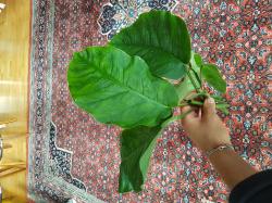 Monstera Dubia Monstera Dubia