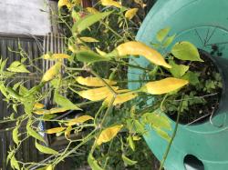 Chili Lemon Drop Chili Lemon Drop
