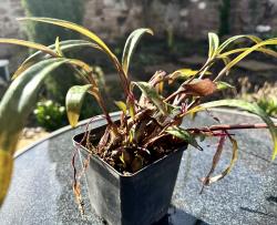 Ledebouria Socialis Ledebouria Socialis