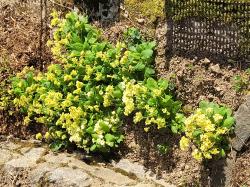 Schlüsselblumen Schlüsselblumen