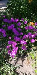 Delosperma Delosperma